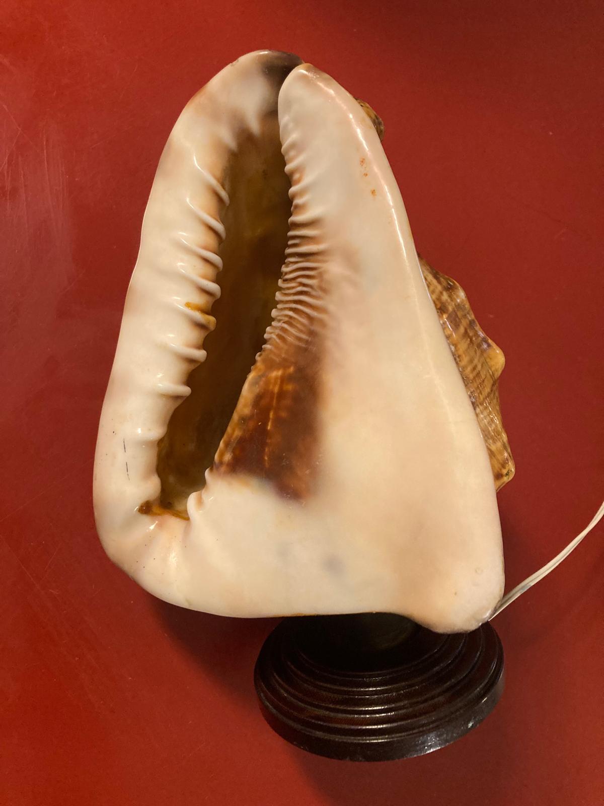 Lampada a conchiglia Made in Italy anni ’50